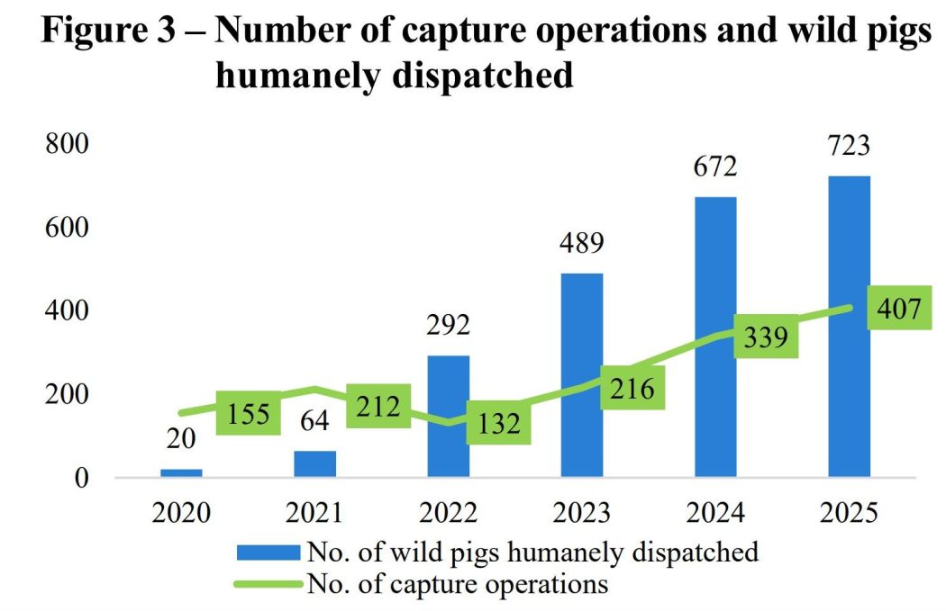 A graph showing number of capture operations and boars euthanised from 2020 to 2025. Photo: Screenshot via LegCo research office.