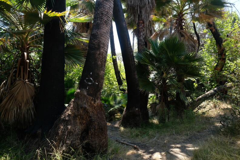 Large palms in a grove. Their bark is charred black.