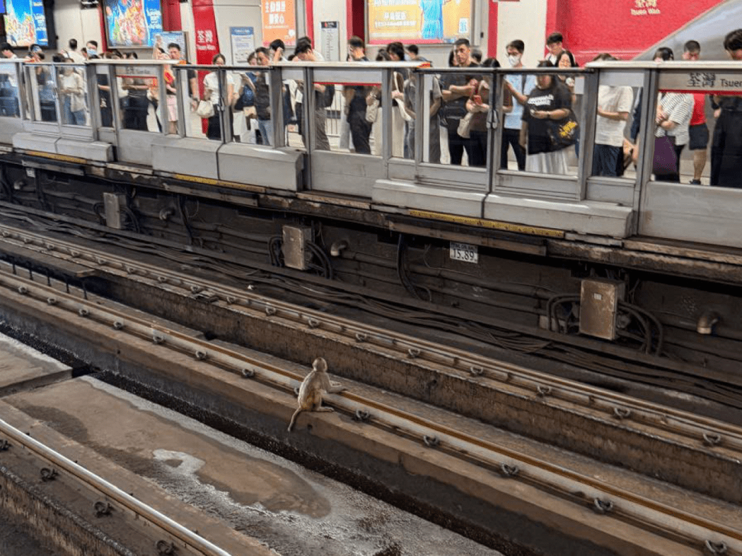 Commuters observe an intruder on the tracks at Tsuen Wan station.