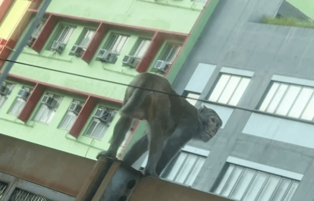 Monkey business on the Kwun Tong Line.