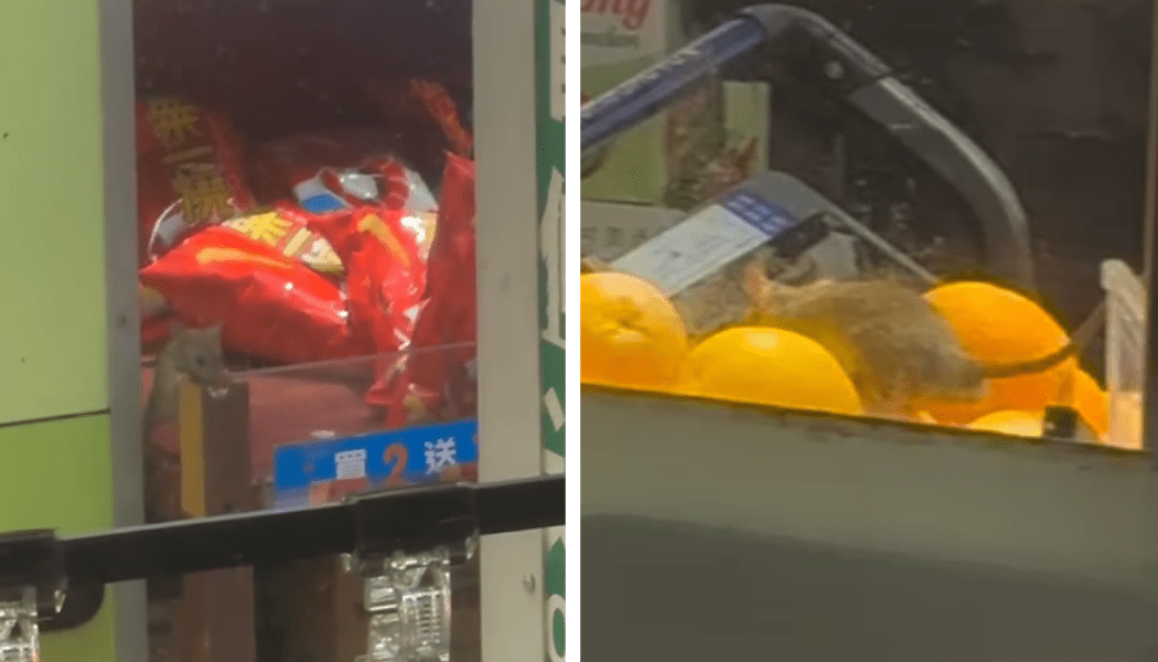Rodents at ParknShop in Hom.