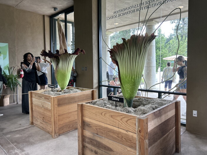 Two corpse flowers on display at the Huntington's botanical gardens.