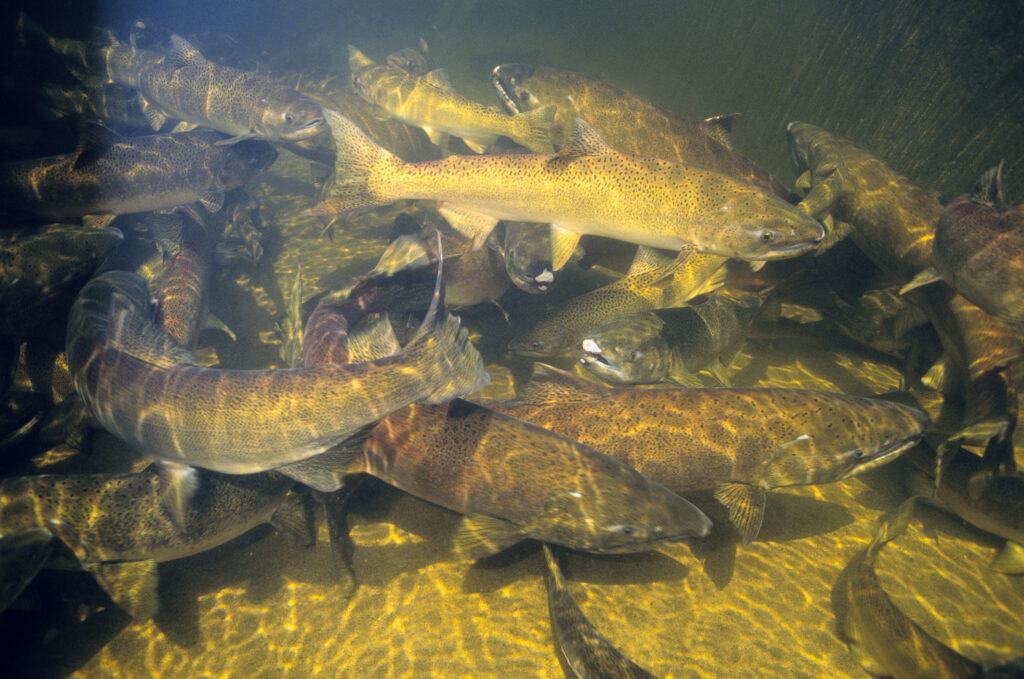 In this undated photo, Chinook salmon spawn in Snake River. (Photo by Natalie Fobes/Getty Images)