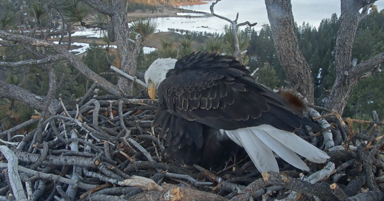 A bald eagle, with black feathers on its wings and white weathers on its tail, is in its nest.
