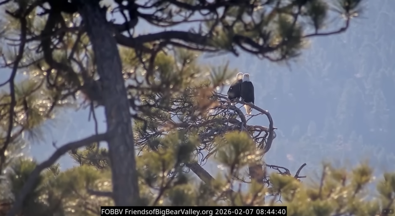 A wide view of two adult bald eagles snuggled up next to each on a tree branch in a mountain range.