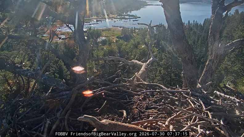 A view from the top of a pine tree overlooking a lake in a mountain community. A large eagle nest of twigs and sticks is at the forefront of the photo, tucked between the tree branches. 