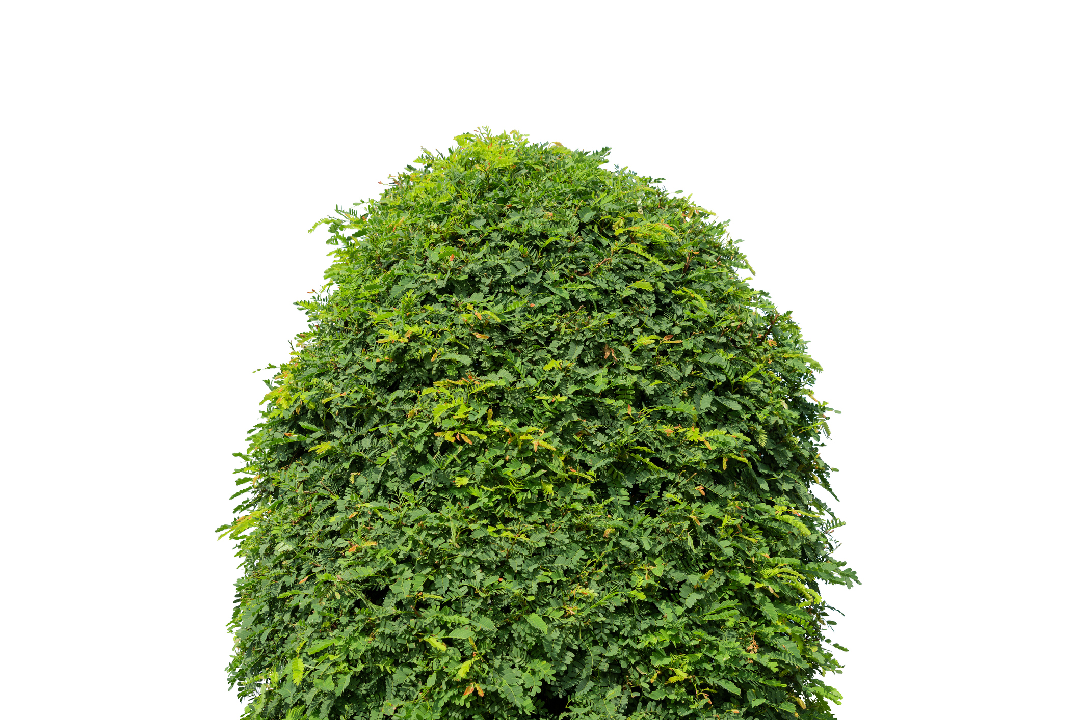 a shrub