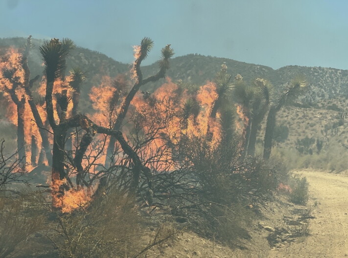 Fire burns amid Joshua trees in a desert landscape.