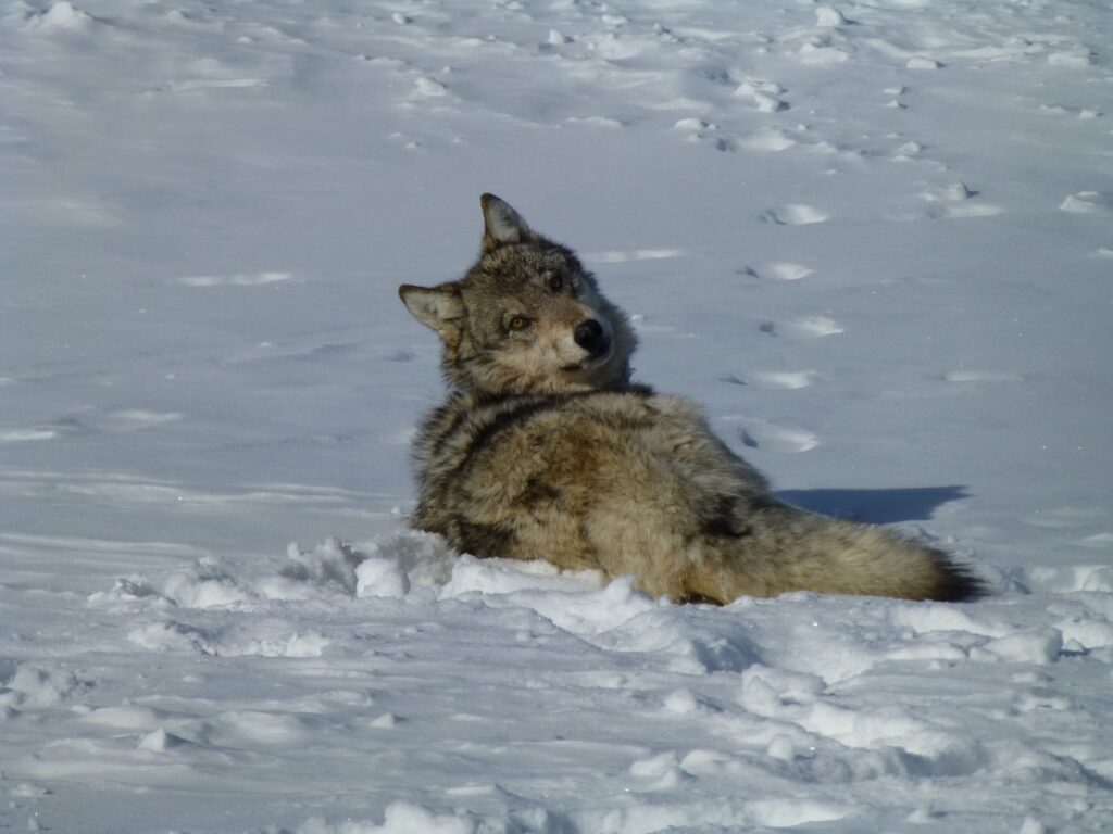 A gray wolf in snow. (Eric Cole/U.S. Fish and Wildlife Service)