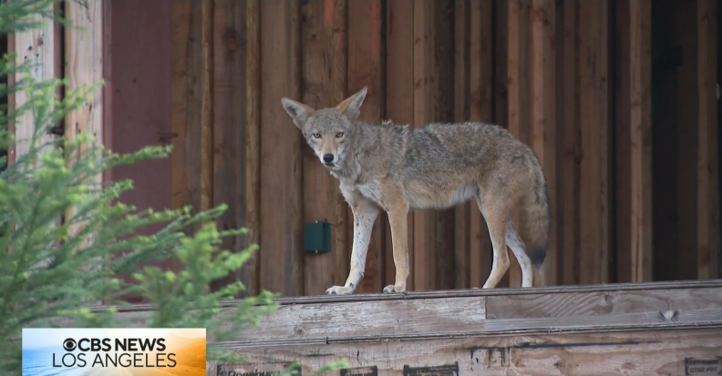 A screenshot of a news broadcast that shows a coyote standing on a wood frame foundation looking down toward the camera. The CBS news Los Angeles logo is in view.