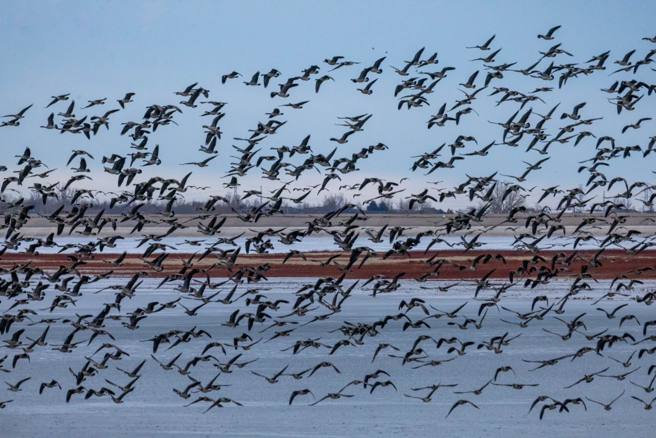A flock of geese fly over the water in Colorado
