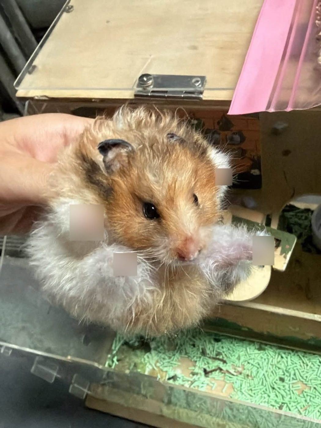 The hamsters rescued next to a Sham Shui Po rubbish bin. Photo: hamu.mirukuti, via Facebook.