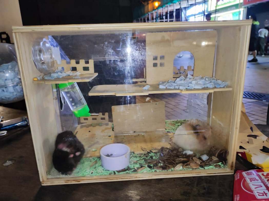 The hamsters rescued next to a Sham Shui Po rubbish bin. Photo: hamu.mirukuti, via Facebook.