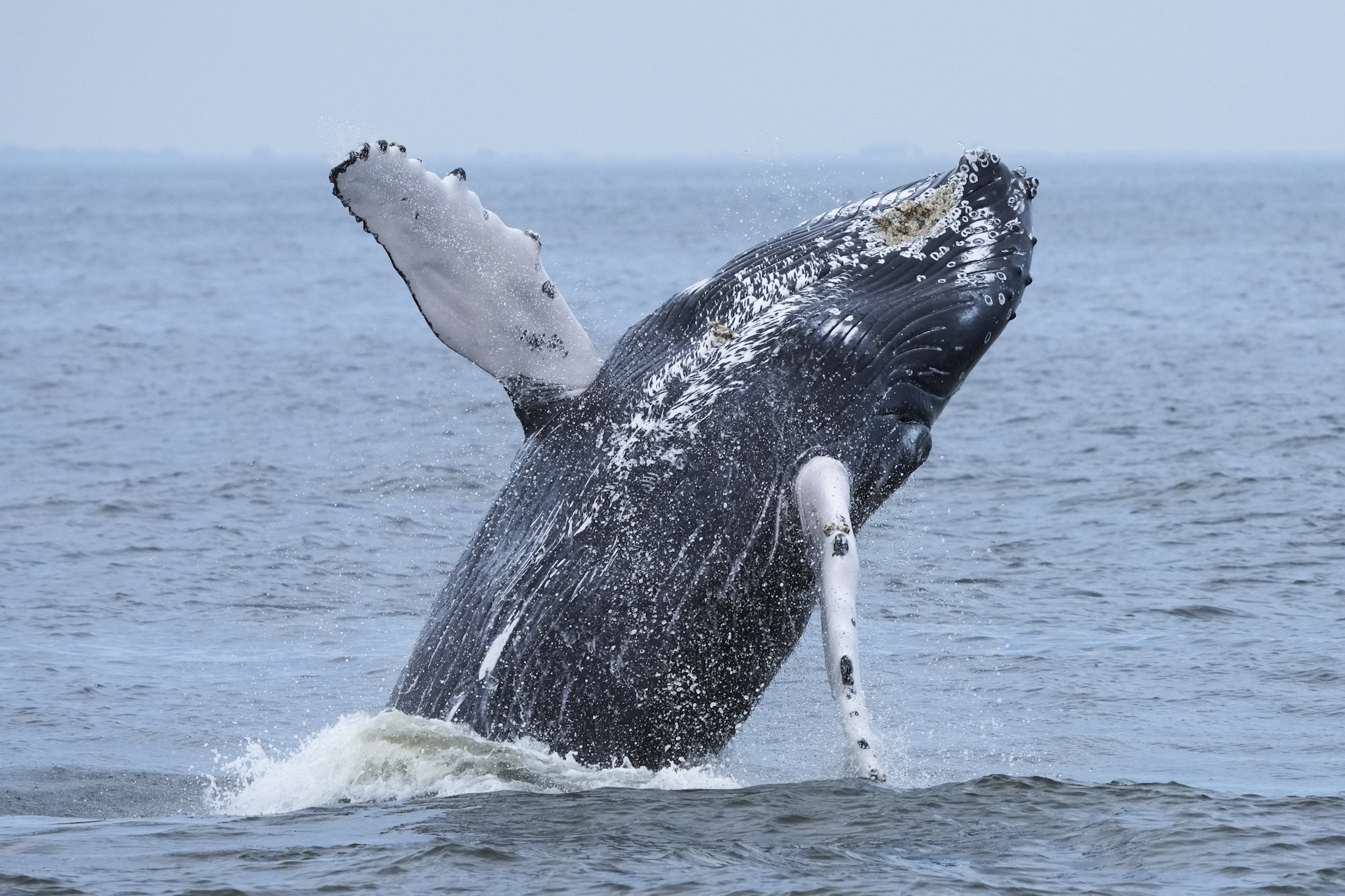 Rockaway Humpback Whale